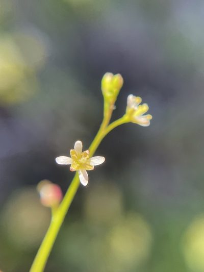 Heliophila pectinata, photographed by Matt Berger