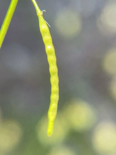Heliophila pectinata, photographed by Matt Berger