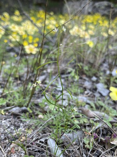Heliophila pectinata, photographed by Matt Berger