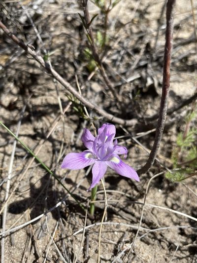Moraea macrocarpa, photographed by Matt Berger