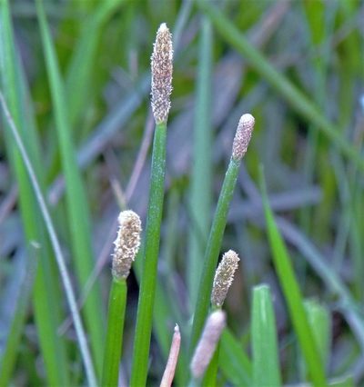 Eleocharis elegans, photographed by Hugo Hulsberg