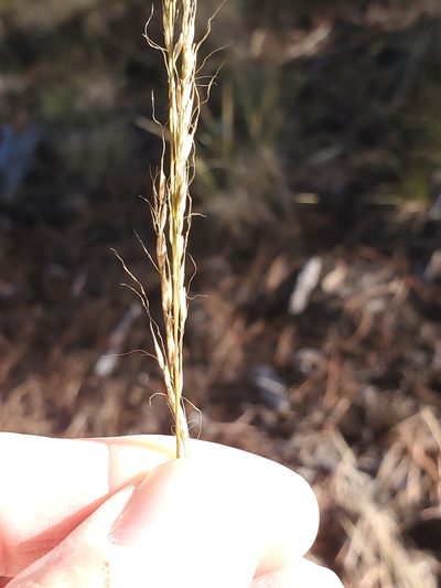 Muhlenbergia montana, photographed by Craig Martin