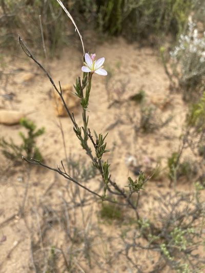 Heliophila scoparia, photographed by Matt Berger