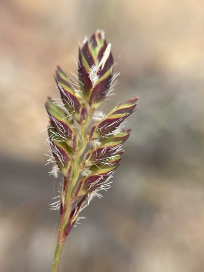 Tribolium brachystachyum, photographed by Matt Berger