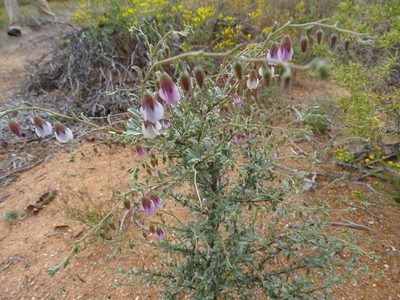 Hermannia trifurca, photographed by Peter Warren