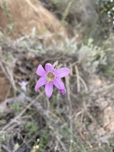 Ixia pauciflora, photographed by Matt Berger