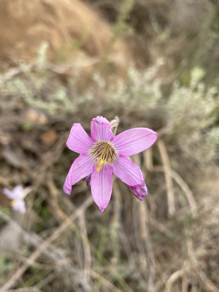 Ixia pauciflora, photographed by Matt Berger