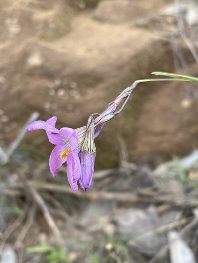 Ixia pauciflora, photographed by Matt Berger