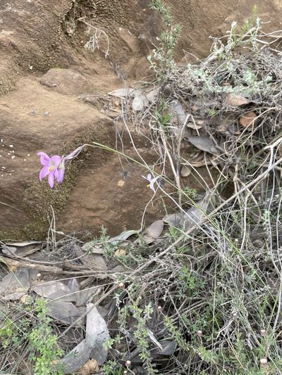 Ixia pauciflora, photographed by Matt Berger