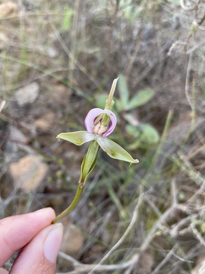 Disperis capensis, photographed by Matt Berger