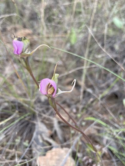 Disperis capensis, photographed by Matt Berger