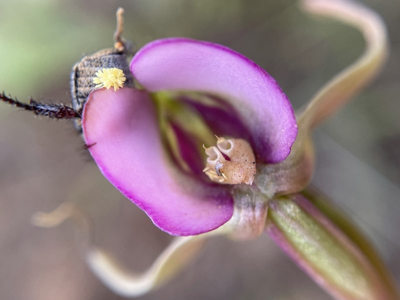 Disperis capensis, photographed by Matt Berger