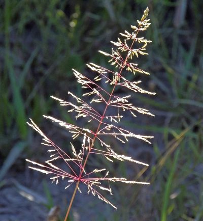 Sporobolus pyramidatus, photographed by Hugo Hulsberg