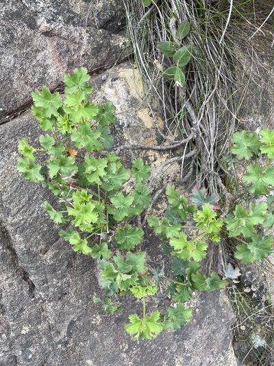 Pelargonium sublignosum, photographed by Matt Berger
