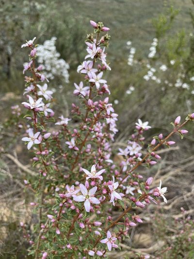 Agathosma betulina, photographed by Matt Berger