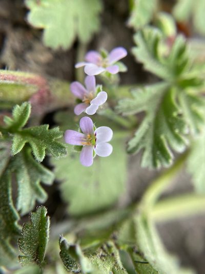 Pelargonium nanum, photographed by Matt Berger