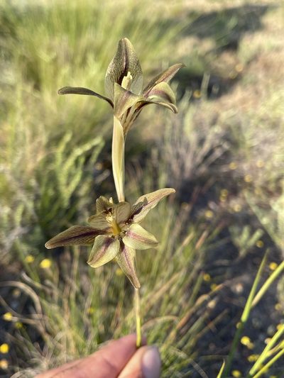 Gladiolus hyalinus, photographed by Matt Berger