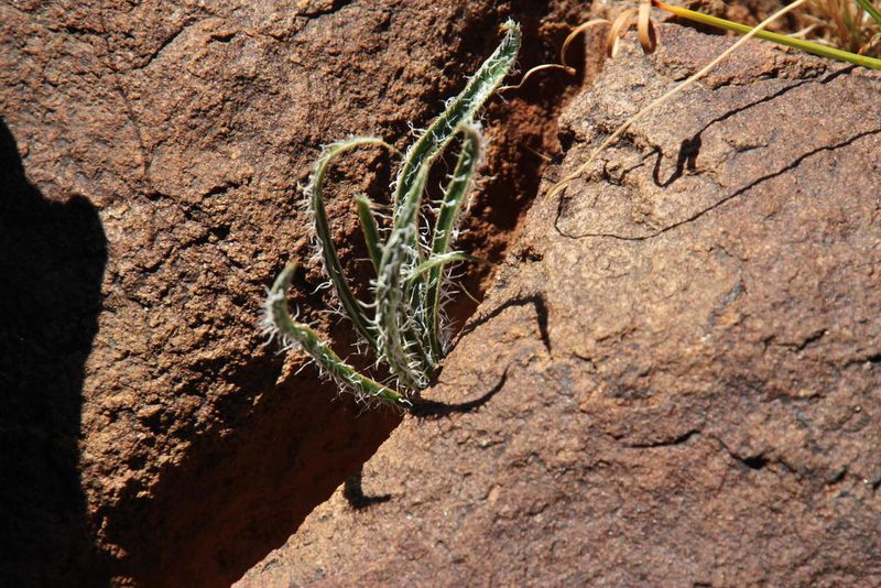 Gethyllis longistyla, photographed by Tony Rebelo