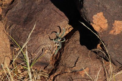Gethyllis longistyla, photographed by Tony Rebelo
