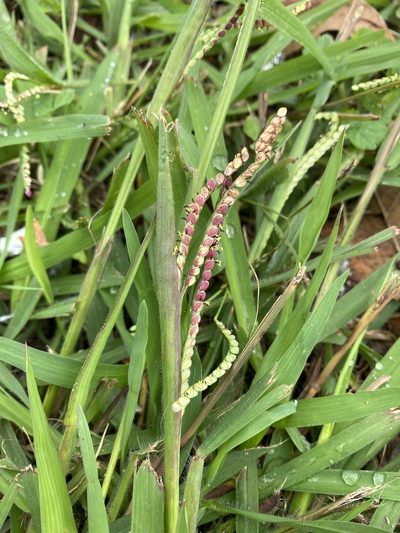 Paspalum thunbergii, photographed by Zihao Wang