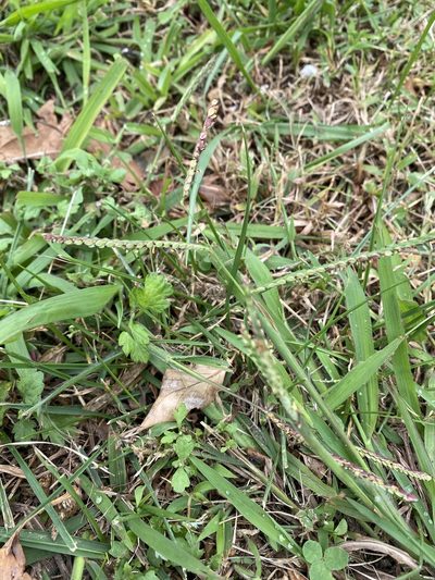Paspalum thunbergii, photographed by Zihao Wang