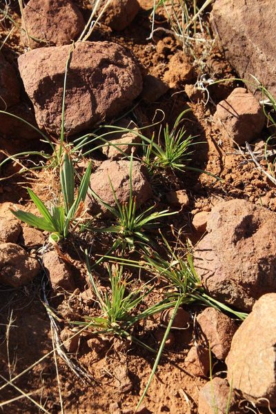 Babiana hypogaea, photographed by Tony Rebelo
