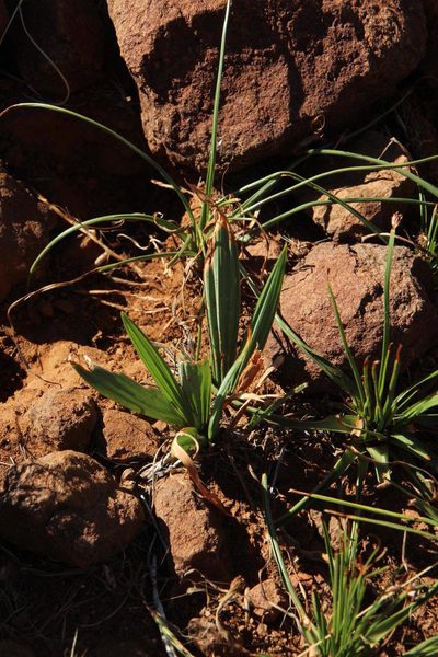 Babiana hypogaea, photographed by Tony Rebelo