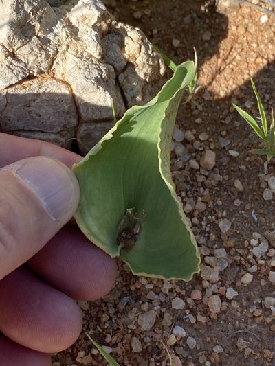 Eriospermum currorii, photographed by Dave U