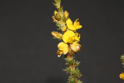 Aspalathus flexuosa, photographed by Brian du Preez