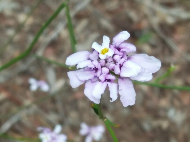 Iberis linifolia, photographed by Ben Costamagna