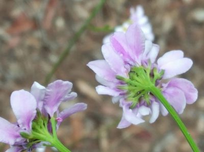 Iberis linifolia, photographed by Ben Costamagna