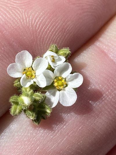 Limeum myosotis, photographed by Dave U