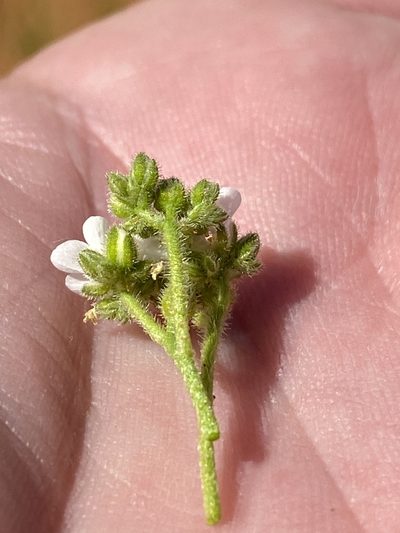 Limeum myosotis, photographed by Dave U