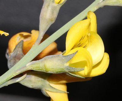 Lebeckia pauciflora, photographed by Brian du Preez