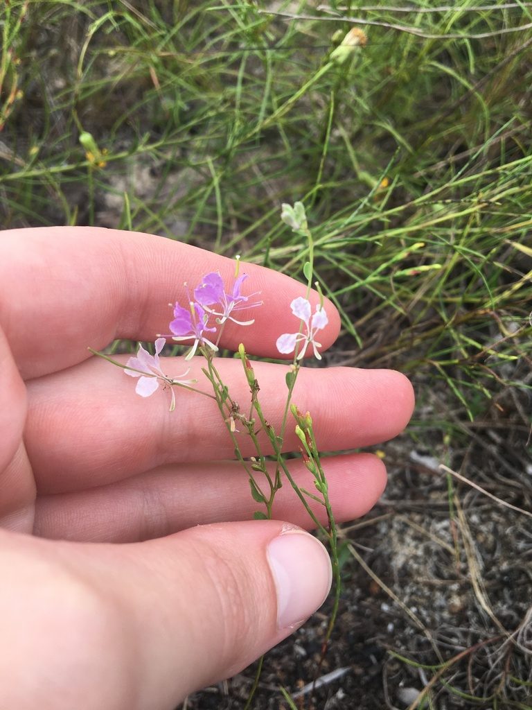 Warea cuneifolia, photographed by Jessica