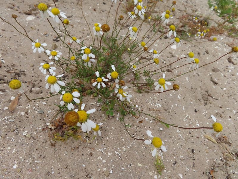 Oncosiphon africanus, photographed by linkie