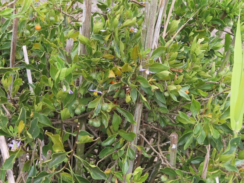 Solanum guineense, photographed by linkie