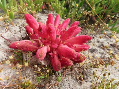 Hyobanche sanguinea, photographed by linkie