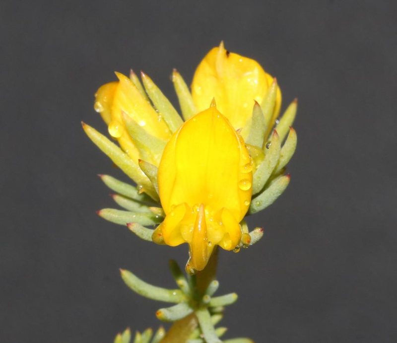 Aspalathus chrysantha, photographed by Brian du Preez