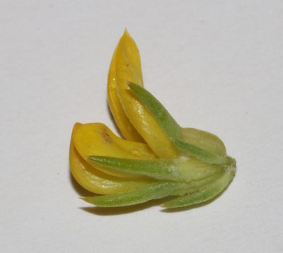 Aspalathus chrysantha, photographed by Brian du Preez