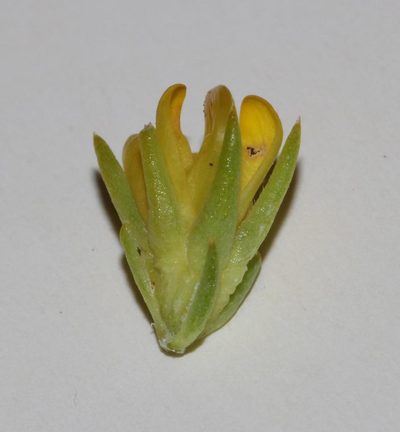 Aspalathus chrysantha, photographed by Brian du Preez
