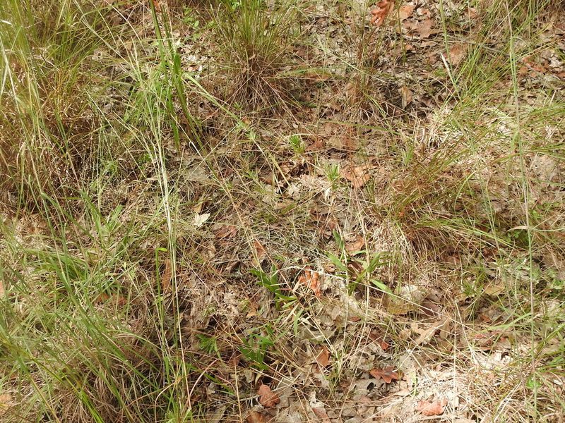 Gymnopogon ambiguus, photographed by Sam Kieschnick