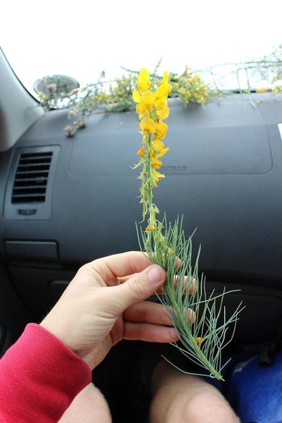Lebeckia sepiaria, photographed by Brian du Preez