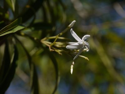 Alstonia venenata, photographed by Dinesh Valke