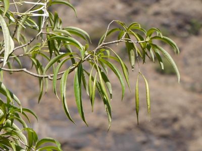 Alstonia venenata, photographed by Dinesh Valke
