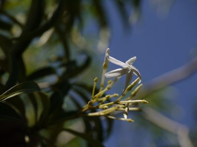 Alstonia venenata, photographed by Dinesh Valke