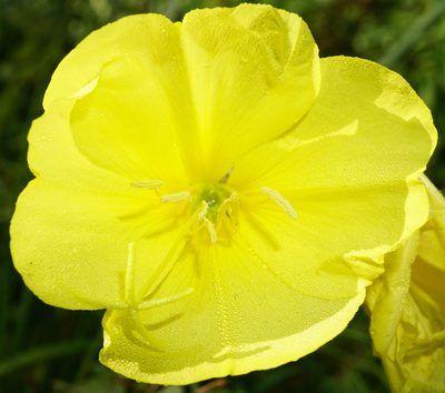Oenothera glazioviana, photographed by Patrick Hacker
