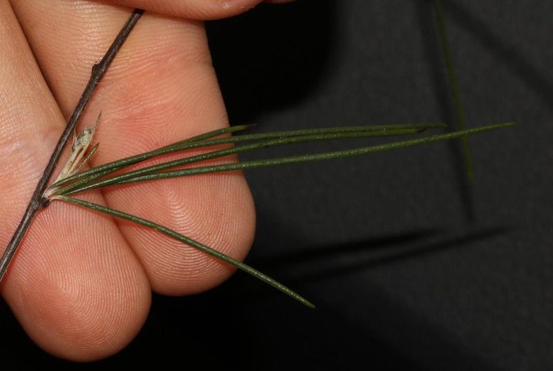 Aspalathus pendula, photographed by Brian du Preez