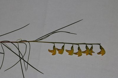 Aspalathus pendula, photographed by Brian du Preez