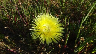 Carpanthea pomeridiana, photographed by Paul Emms
